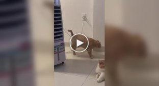 Кот зацепился животом за провод