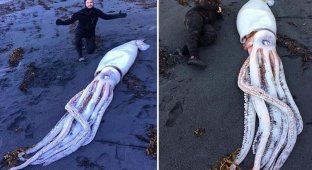 Уникальная находка: братья-дайверы нашли гигантского кальмара и не знают, что с ним делать (4 фото)