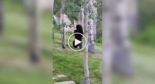 A bear tries to climb into a hammock