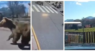 В Словакии охотятся на медведя, который бегал по городу и нападал на людей (2 фото + 1 видео)