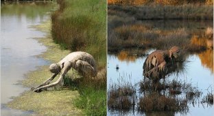 12 photos of swamp monsters that settled in the swamps of France (13 photos)