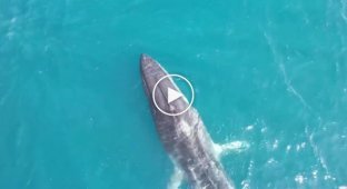 A huge whale with a broken spine was filmed in Spain