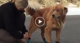 On Louboutins! Funny dog's reaction to new shoes