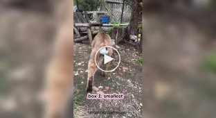 Выбираем коту коробку