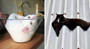 19 забавных фотографий, которые лишний раз подтверждают, что коты — это жидкость (20 фото)
