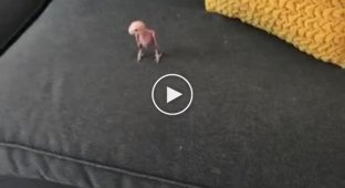 Completely hairless parrot