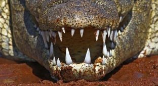 Почему крокодилы почти не изменились за 200 млн лет (1 фото)