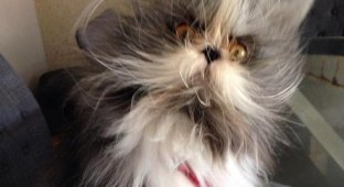 Милейший кот Чихун с дьявольской внешностью (10 фото)