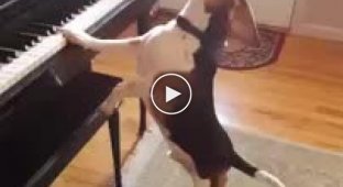 Собачий вальс. Забавная и милая гончая собака играет на пианино
