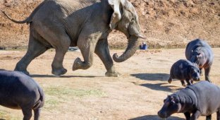 Разбушевавшийся слон против бегемота (10 фото)