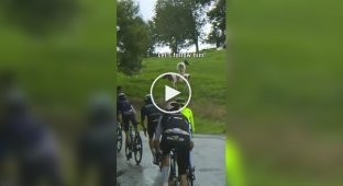 Cows join a bike race in Spain