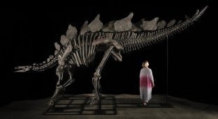 На аукционе впервые будет продан скелет стегозавра (7 фото)