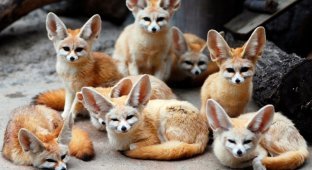 Фенек: чи реально приручити найменшу лисицю планети? (9 фото)
