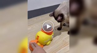 A cat outsmarted a feeder