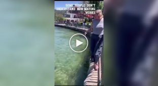 Феминистка вмешалась в поведение дикой природы, чтобы защитить утку