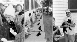 Кастинг черных котов в Голливуде (19 фото)
