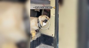 Police dog caught sleeping