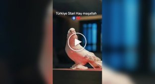 В Турции продали голубя по цене автомобиля