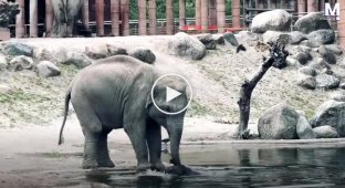 A touching moment: elephants united to pull a baby out of the water
