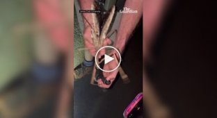 A new giant insect was found in Australia