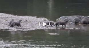 Cocky otters take out a crocodile