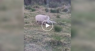 A goose and a sheep engaged in an unexpected battle on a farm