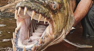 Топ-10: Подводные обитатели с ужасающими зубами (10 фото)