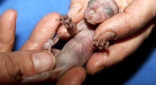 Новорожденный опоссум (3 фото)