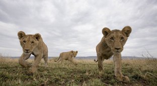 Львы на просторах заповедника Масаи-Мара (12 фото)