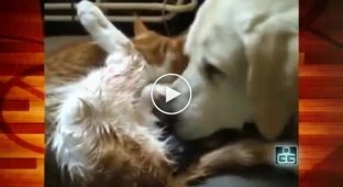 Nice video. The dog helped the cat during childbirth