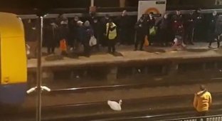 Необычный пассажир парализовал работу лондонского метро на час (3 фото + видео)