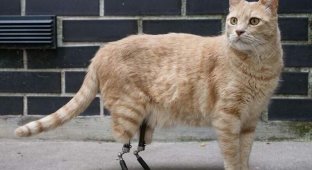 Бионический Вито: кот с протезами задних лап (14 фото)