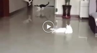 Котячяя пробежка в квартире