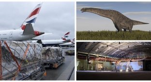 The skeleton of the largest dinosaur in the history of the Earth was brought to the UK (10 photos + 1 video)