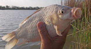 Серебряный карась: унижает самцов других рыб, чтобы сломать водоём (6 фото)