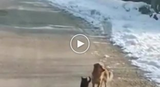 Dog saves his furry friend from a passing car