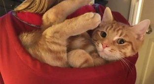 The main thing is that the cats are comfortable (33 photos)
