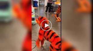 Собаку покрасили в Тигру из «Винни-Пуха» к Хэллоуину