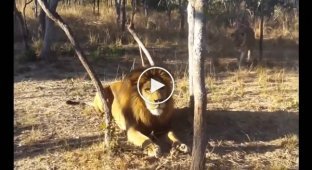 When animals also have a sense of humor. The lioness decided to scare the lion