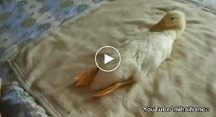 A duck who loves massage with a vacuum cleaner