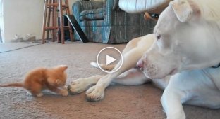 A small kitten approached a large fighting dog and he began to lick it