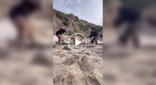 In the US, women found a huge skull on the shore
