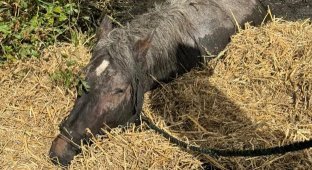 Rescuers freed an 800-kilogram horse stuck in a swamp (5 photos)