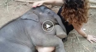 Слоненок засыпает на руках у девушки