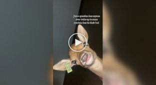 A guy woke up with a deer in his bed after a party