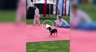 A fighter with a tail: a dog knocked out a drone with one bite
