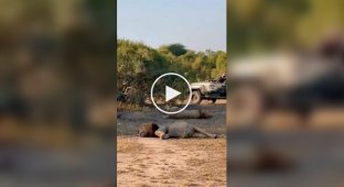 В Африке туристы засняли двух львов, которые так сильно объелись, что несколько часов не могли встать