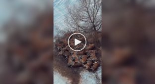 Лежище котиків