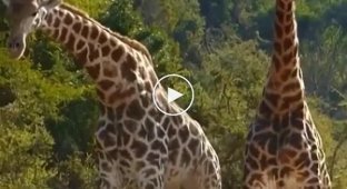 How giraffes fight