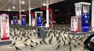Сотни птиц прилетели ночью на автозаправочную станцию в Хьюстоне